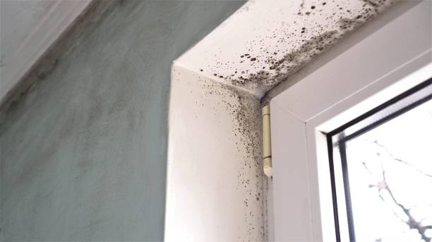 Professional Mold Removal in Vanceburg, KY