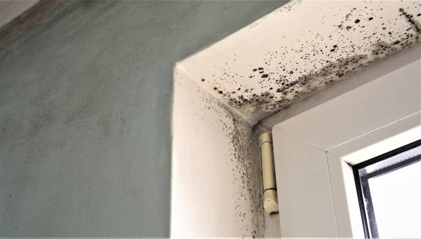 Mold Odor Removal Services in Vanceburg, KY