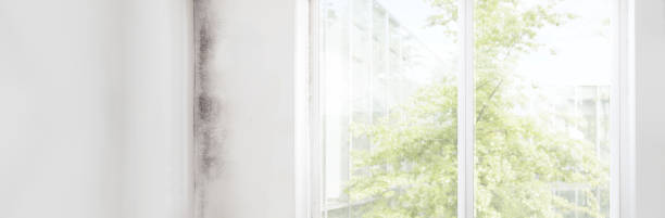 Best Basement Mold Removal  in Vanceburg, KY