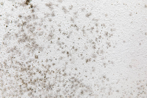 Best HVAC Mold Inspection and Cleaning  in Vanceburg, KY