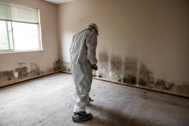 Best Real Estate Mold Inspection  in Vanceburg, KY